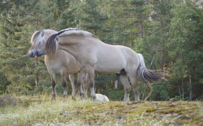 Medlemsmøte – Fôring av hest