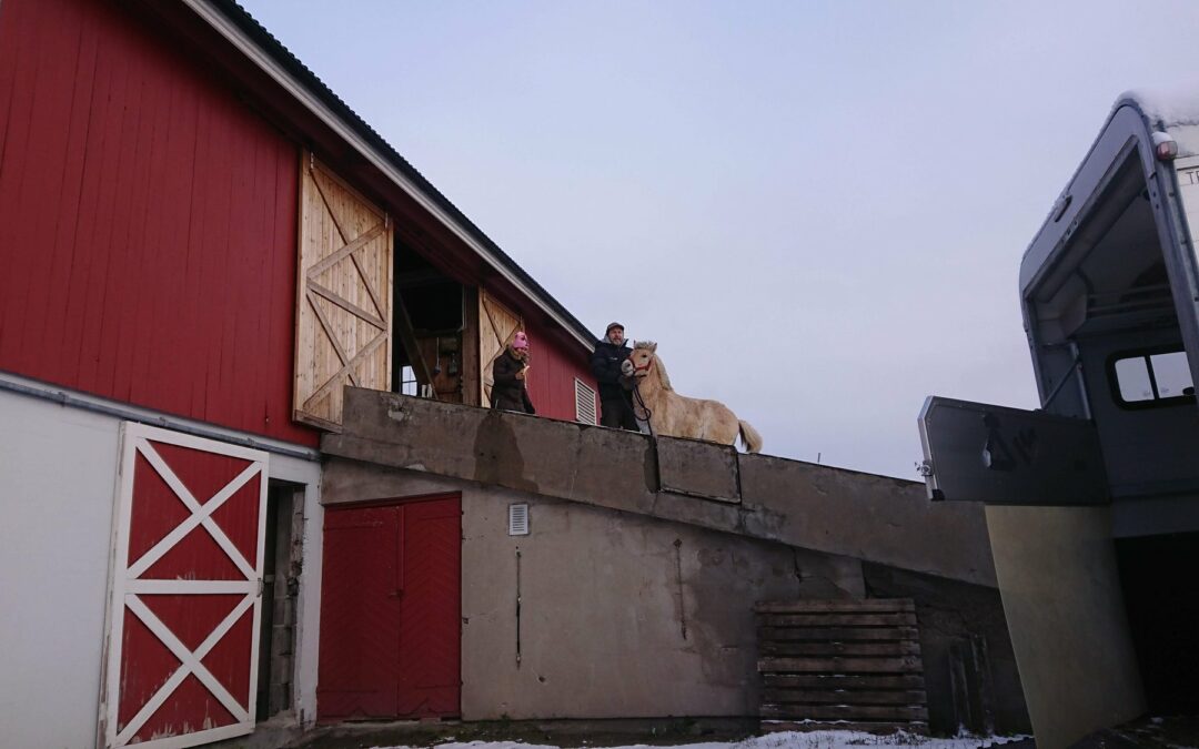 Brukshestridekurs på Fjære gård